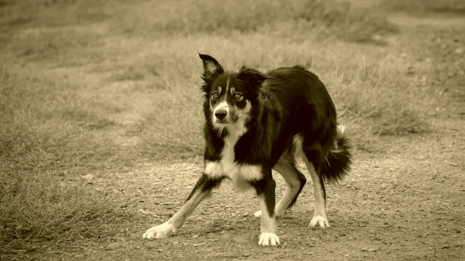 Border collie en action