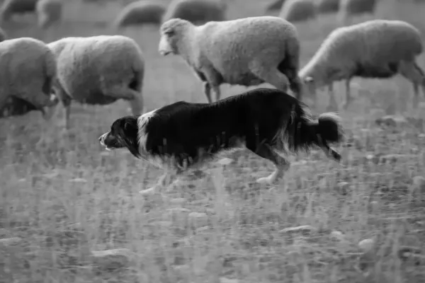 Chien Border Collie dressé issu d'un autre élevage