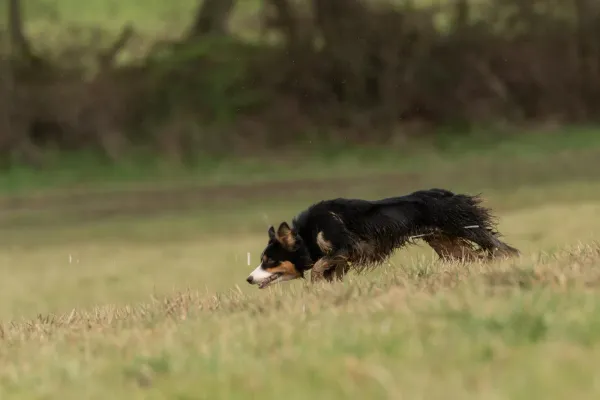 Chien Border Collie dressé issu de l'élevage