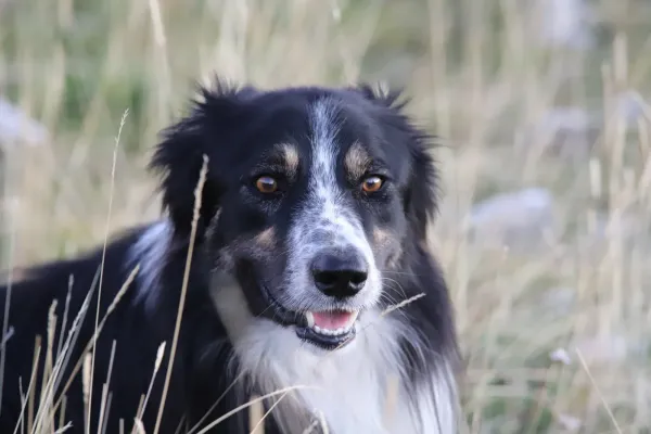 Chien Border Collie disponible à la saillie