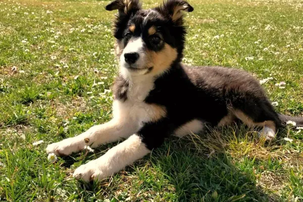 Chiot Border Collie