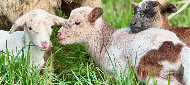 Petits Agneaux Trop Mignons