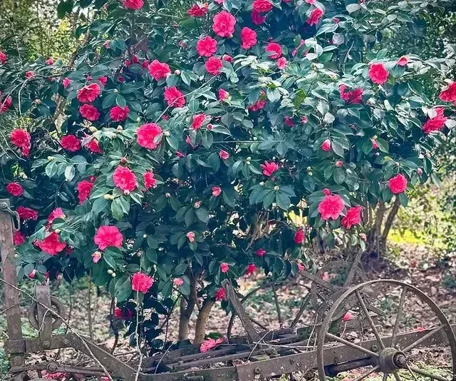 Fleurs du Domaine l'Angélus